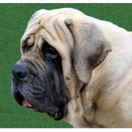 Mastiff Breeder in Bonnieville, Kentucky