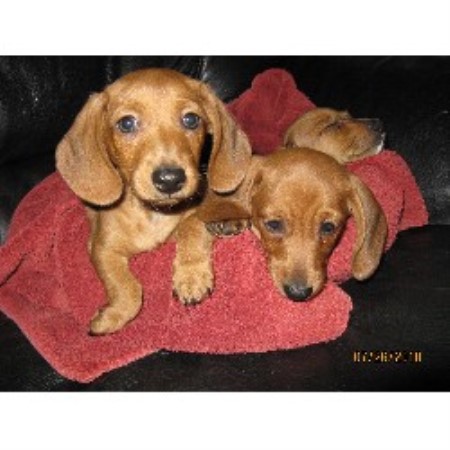 Dachshund Breeder in New Hartford, Connecticut