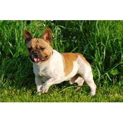 French Bulldog Stud in California