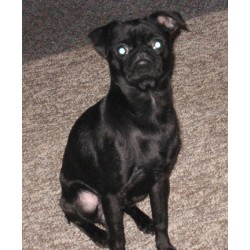 Brussels Griffon Stud in Michigan