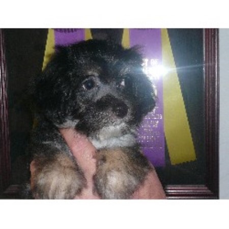 Chinese Crested Breeder in Gilbert, Arizona