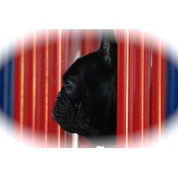 French Bulldog Stud in California