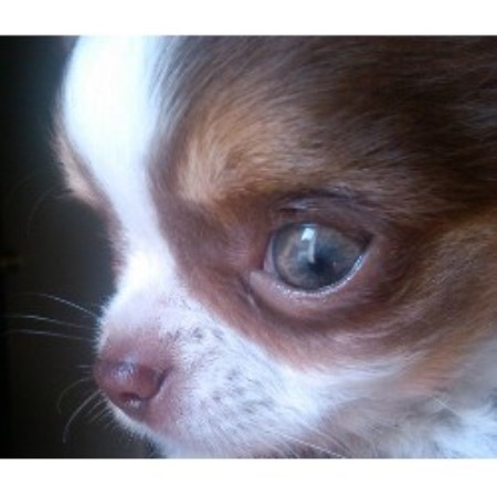 Chihuahua Breeder in Lakewood, California