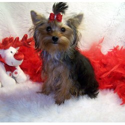 Yorkshire Terrier Breeder in Jackson, Mississippi