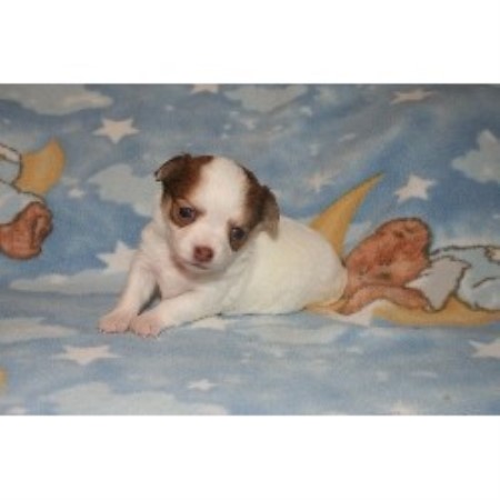 Chihuahua Breeder in Louisville, Kentucky