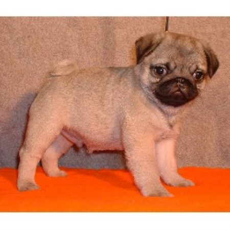 pug rescue ontario jimary perm reg d pug breeder in kerwood ontario n0m 2b0 freedoglistings id pug rescue ontario jimary perm reg d pug breeder in kerwood ontario n0m 2b0 freedoglistings id