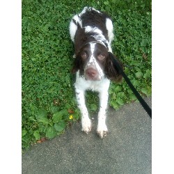 English Springer Spaniel Stud in Ohio