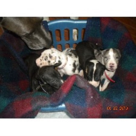 Great Dane Breeder in Chesapeake, Virginia