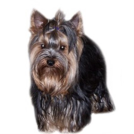 Yorkshire Terrier Breeder in Los Banos, California