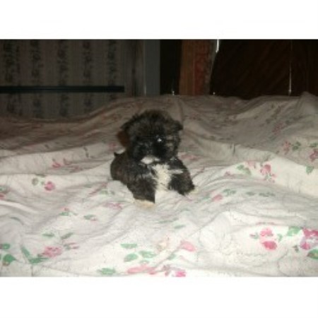 Shih+tzu+puppies+for+sale+in+ky