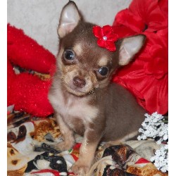 Chihuahua Breeder in Michie, Tennessee