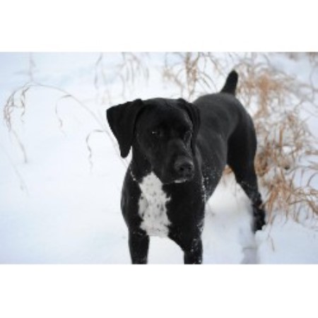 german shorthaired pointer puppies mn the shorthair connection german shorthaired pointer breeder in ponsford minnesota german shorthaired pointer puppies mn the shorthair connection german shorthaired pointer breeder in ponsford minnesota