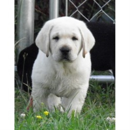 free puppies in oklahoma labrador retriever lab breeders in oklahoma freedoglistings free puppies in oklahoma labrador retriever lab breeders in oklahoma freedoglistings