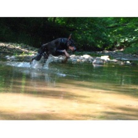 Doberman Pinscher Breeder in Carbon, Indiana