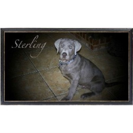 Labrador Retriever Breeder in Mccool, Mississippi