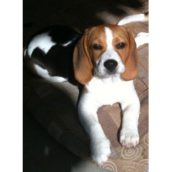 Beagle Stud in California