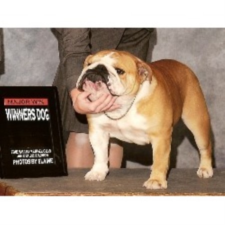 English Bulldog Breeder in Owingsville, Kentucky