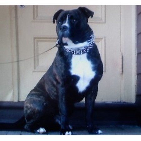 American Bulldog Breeder in Hartland, Vermont
