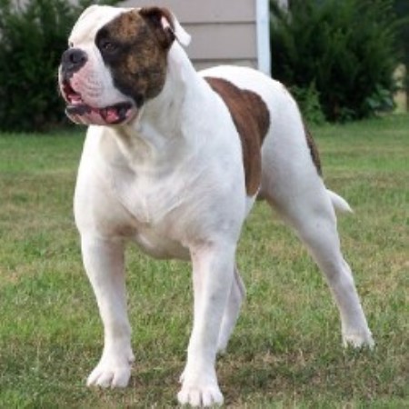 american bulldog puppies for sale in va lulls brook kennels american bulldog breeder in hartland vermont listing id 16314 american bulldog puppies for sale in va lulls brook kennels american bulldog breeder in hartland vermont listing id 16314