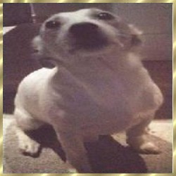Jack Russell Terrier Breeder in Toronto, Ontario