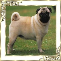 pugs for sale in toronto pug breeders in ontario freedoglistings pugs for sale in toronto pug breeders in ontario freedoglistings