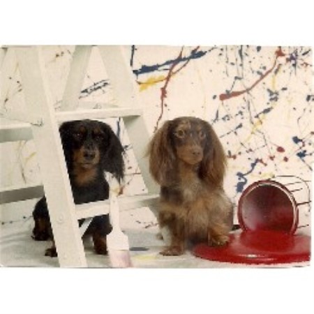 Dachshund breeder Waynesburg 16323