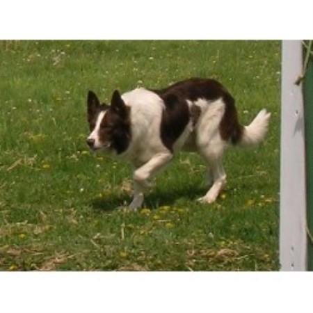 Border Collie Breeder in Cummings, North Dakota