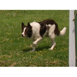 Border Collie Stud in North Dakota