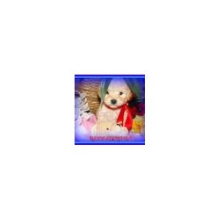 Maltese Breeder in Eastman, Georgia