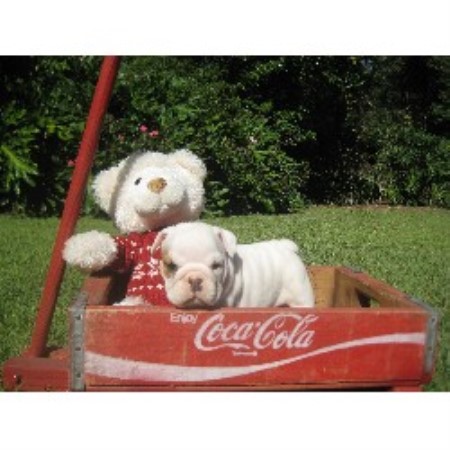 English Bulldog Breeder in Deland, Florida