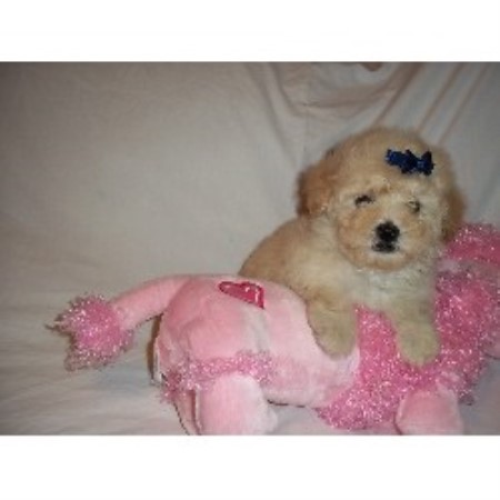 Poodle Toy Breeder in Austin, Texas