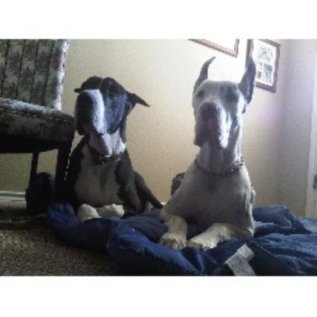 Great Dane Breeder in Georgetown, Texas