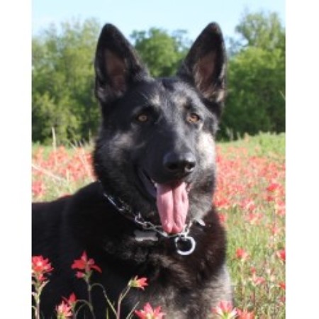 Shiloh Shepherd Breeder in Wheatland, Oklahoma
