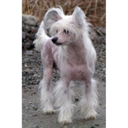 Chinese Crested Breeder in Regina, Saskatchewan