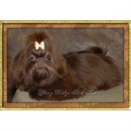 ridge shih tzu complaints ridge shih tzu breeder in warsaw missouri listing id 16358 ridge shih tzu complaints ridge shih tzu breeder in warsaw missouri listing id 16358
