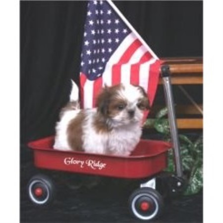 ridge shih tzu complaints ridge shih tzu breeder in warsaw missouri listing id 16358 ridge shih tzu complaints ridge shih tzu breeder in warsaw missouri listing id 16358
