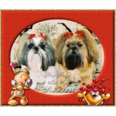 shih tzu breeders in mo ridge shih tzu breeder in warsaw missouri shih tzu breeders in mo ridge shih tzu breeder in warsaw missouri