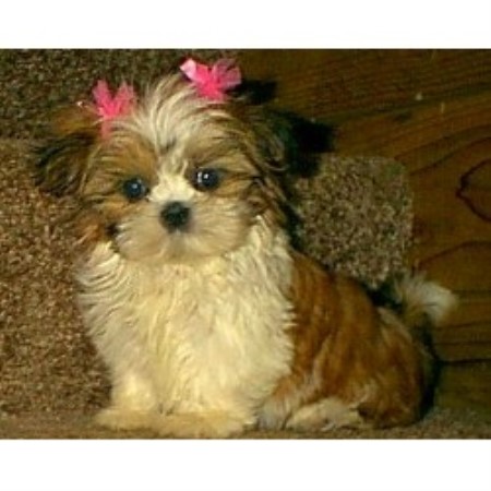 shih tzu breeders in mo ridge shih tzu breeder in warsaw missouri shih tzu breeders in mo ridge shih tzu breeder in warsaw missouri