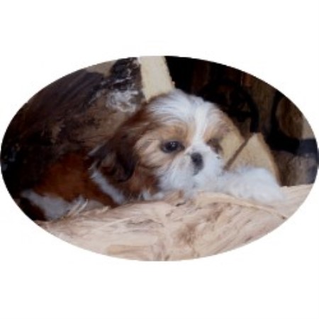 Shih Tzu Breeder in Richmond, Missouri