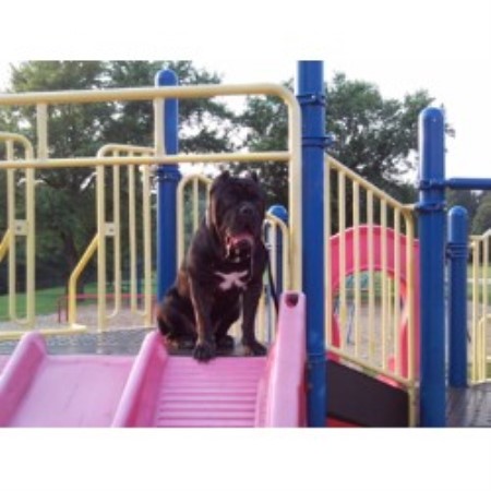 Cane Corso Breeder in Tar Heel , North Carolina