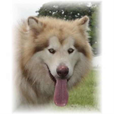 Alaskan Malamute Breeder in Brashear, Texas