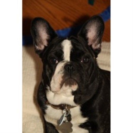 French Bulldog Breeder in Niagara Falls, New York