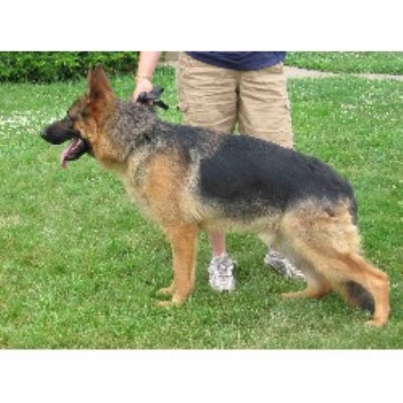 German Shepherd Dog Breeder in Allentown, Pennsylvania