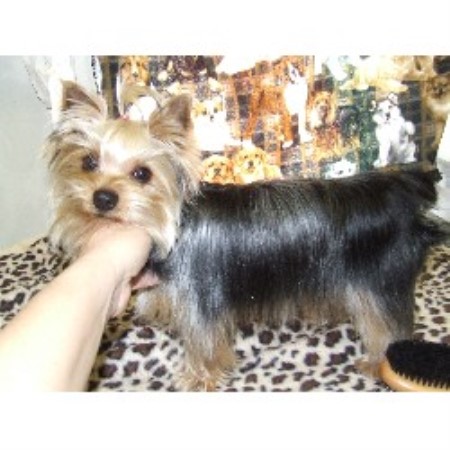 Yorkshire Terrier Breeder in Wewoka, Oklahoma