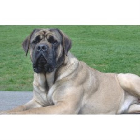 Mastiff Breeder in E. Worcester, New York