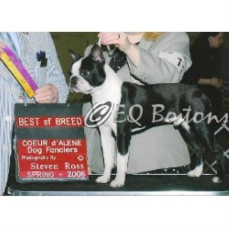 Boston Terrier Breeder 16386