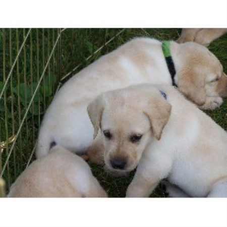 lab puppies for sale in maine pine grove kennel labrador retriever breeder in palmyra maine listing id 16391 lab puppies for sale in maine pine grove kennel labrador retriever breeder in palmyra maine listing id 16391