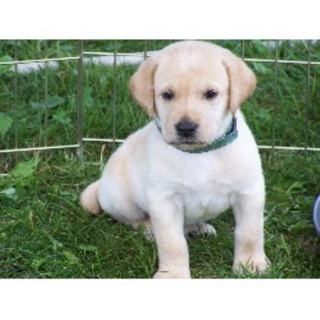 free puppies in maine pine grove kennel labrador retriever breeder in palmyra maine listing id 16391 free puppies in maine pine grove kennel labrador retriever breeder in palmyra maine listing id 16391