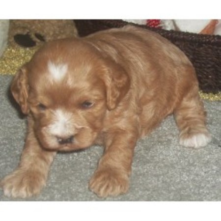 Cockapoo Breeder in Nelsonville, Ohio