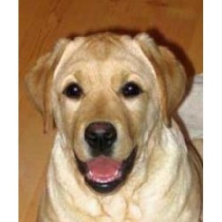 free lab puppies in indiana serapic s labradors labrador retriever breeder in michigan city indiana free lab puppies in indiana serapic s labradors labrador retriever breeder in michigan city indiana